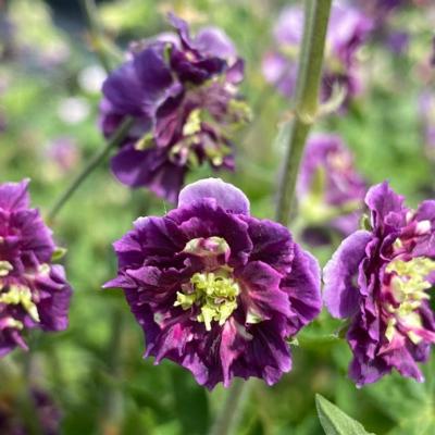 Geranium phaeum 'Joseph Green'